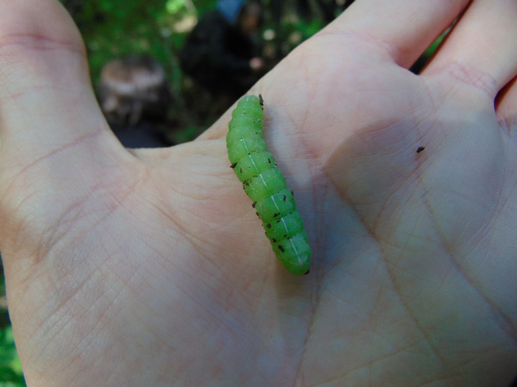 larva di Noctuidae?  S, di Amphipyra pyramidea